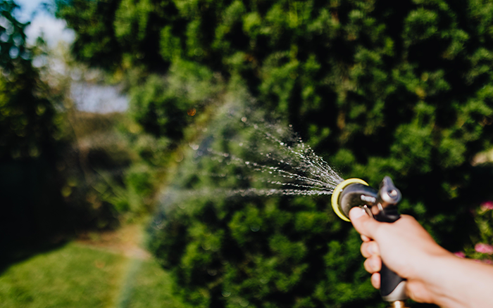 A garden hose nozzle spraying water across a lawn in front of green hedges